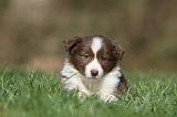 BORDER COLLIE 798